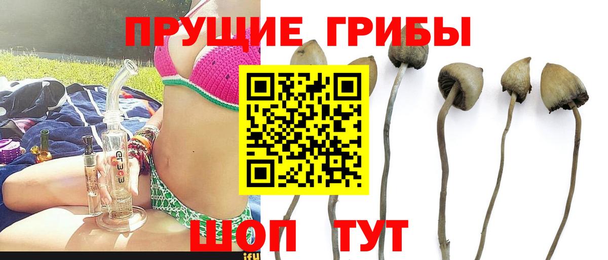 Галлюциногенные грибы Psilocybine cubensis Белово